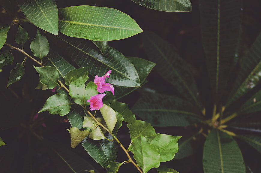 Pink Bougainvillea Flowers on Green Leaves