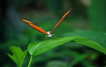 Orange Butterfly on Green Leaf in Nature