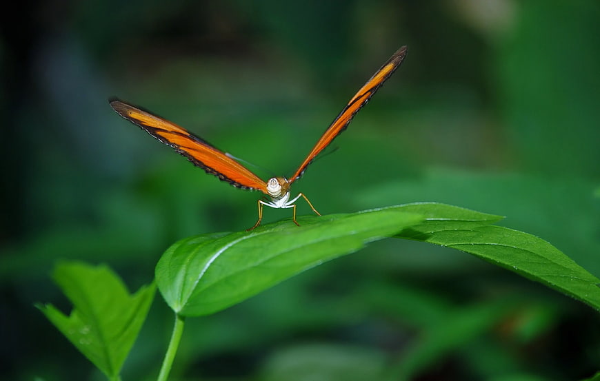 Orange Butterfly on Green Leaf in Nature