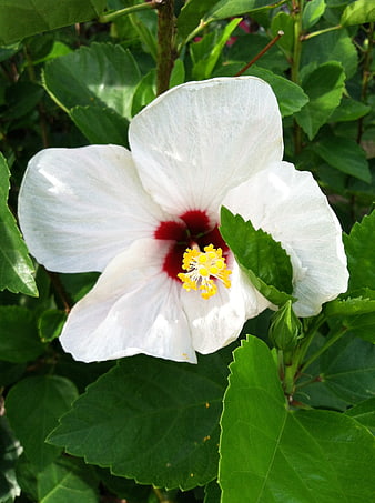 White Hibiscus Flower with Red Center and Yellow Stamens