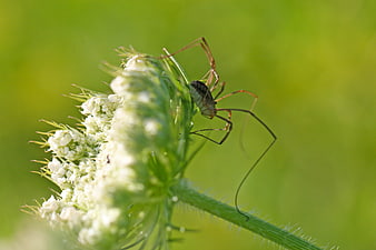 Close-up of a harvestman spider on a white flower