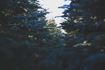 Close-up of frosty pine branches in a winter forest