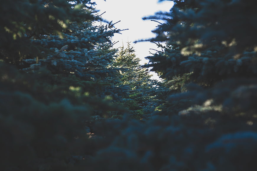 Close-up of frosty pine branches in a winter forest