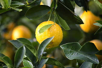 Fresh Yellow Lemon with Water Droplets on Tree Branch