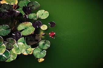 Red Water Lily Floating on Green Pond Water