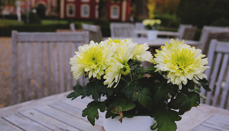 Yellow Chrysanthemums in White Pot on Wooden Table