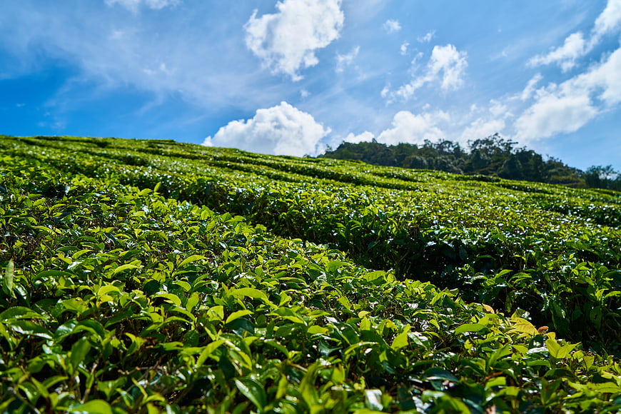 Lush Green Tea Plantation Rows Under Blue Sky