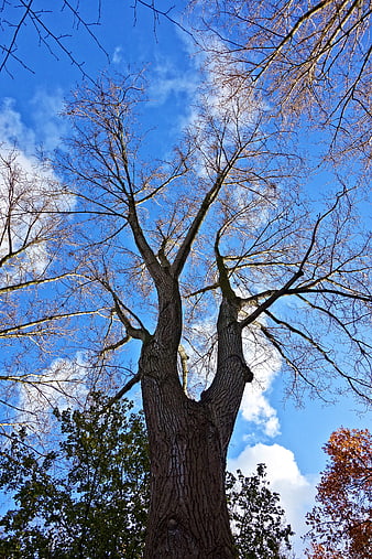 Low angle view of bare tree trunk against blue sky