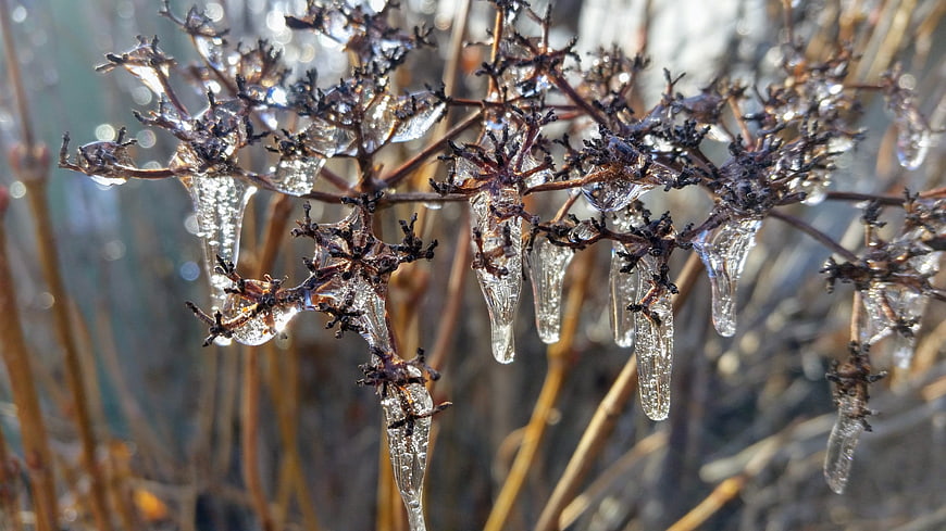 Frozen Wildflower Heads with Icicles in Winter Sunlight