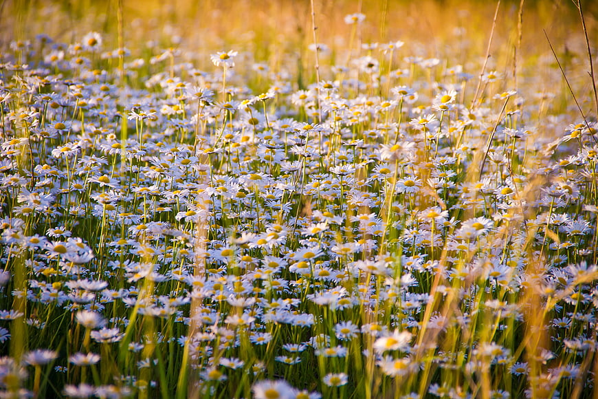Golden Hour Daisy Field with Shallow Depth of Field