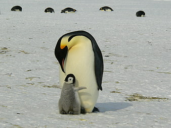 Emperor Penguin Parent and Chick on Antarctic Ice
