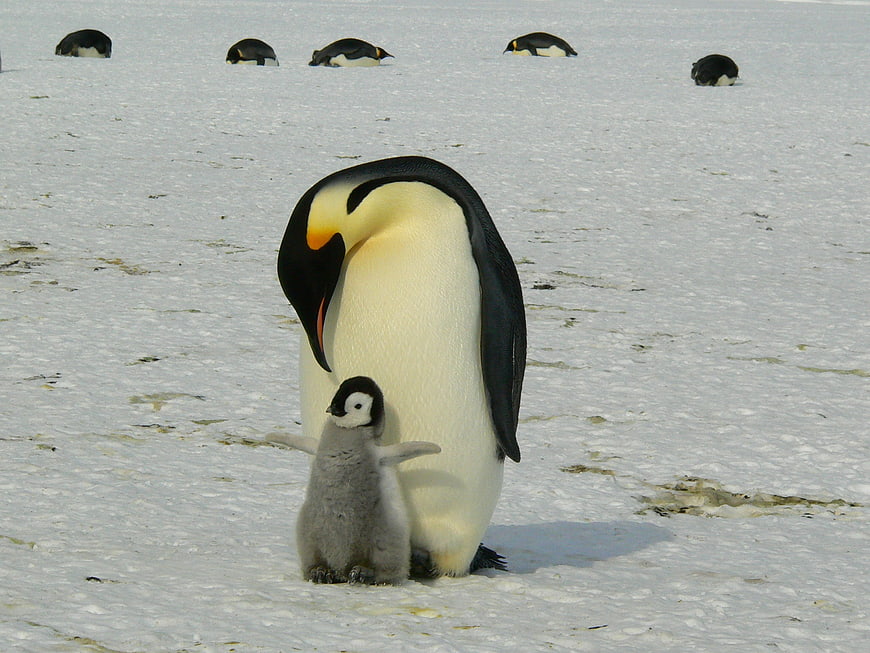Emperor Penguin Parent and Chick on Antarctic Ice
