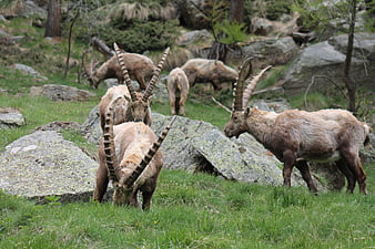 Wild Alpine Ibex Herd Grazing on Rocky Mountain Slope