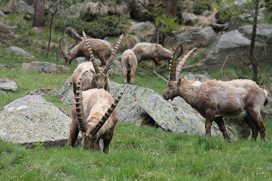 Wild Alpine Ibex Herd Grazing on Rocky Mountain Slope