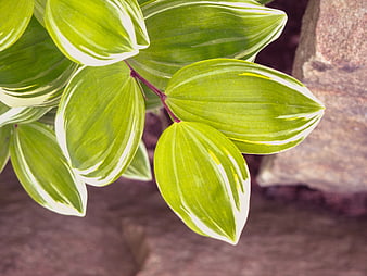 Close-up of Variegated Green Leaves with White Edges
