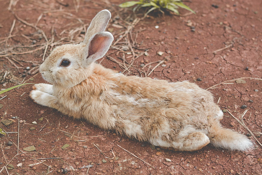 Cute light brown rabbit resting on red dirt ground