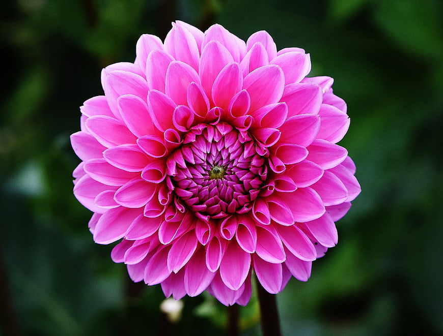 Vibrant Pink Dahlia Flower Close-Up on Green Background