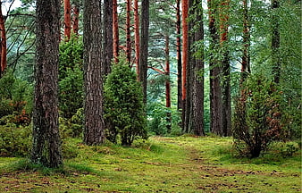 Serene Pine Forest Path with Mossy Ground