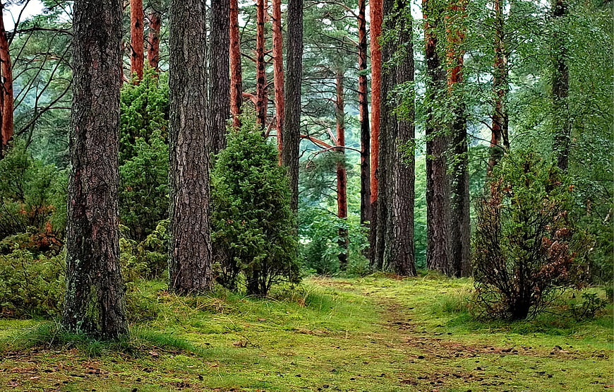 Serene Pine Forest Path with Mossy Ground