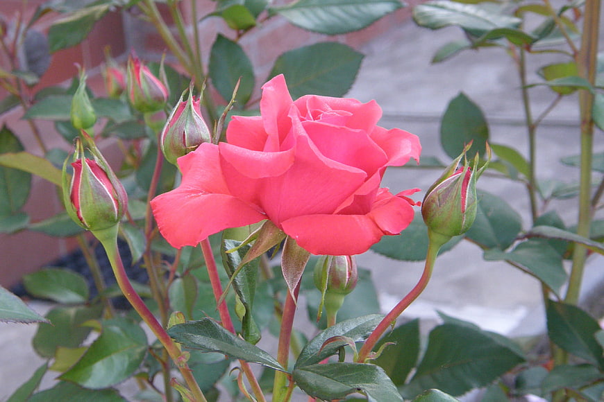 Vibrant Pink Rose Bloom with Green Buds in Garden