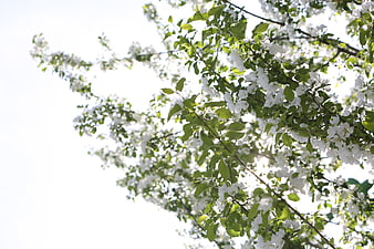 White Blossoms on Tree Branches Against Bright Sky
