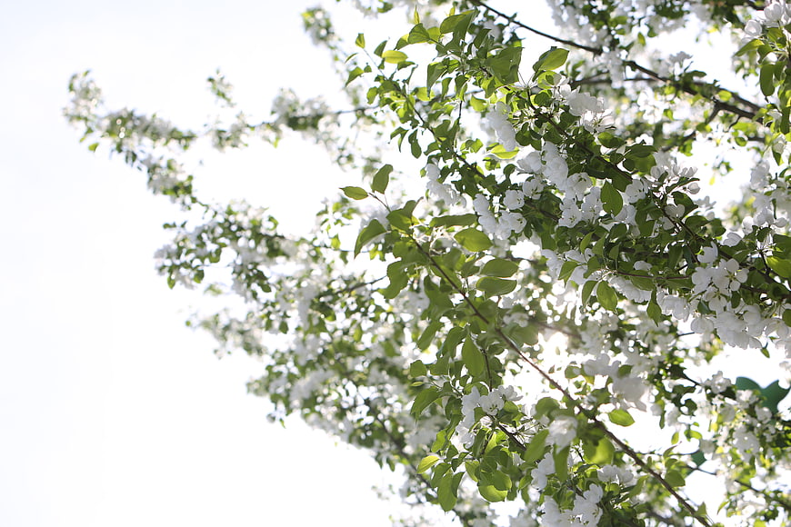 White Blossoms on Tree Branches Against Bright Sky