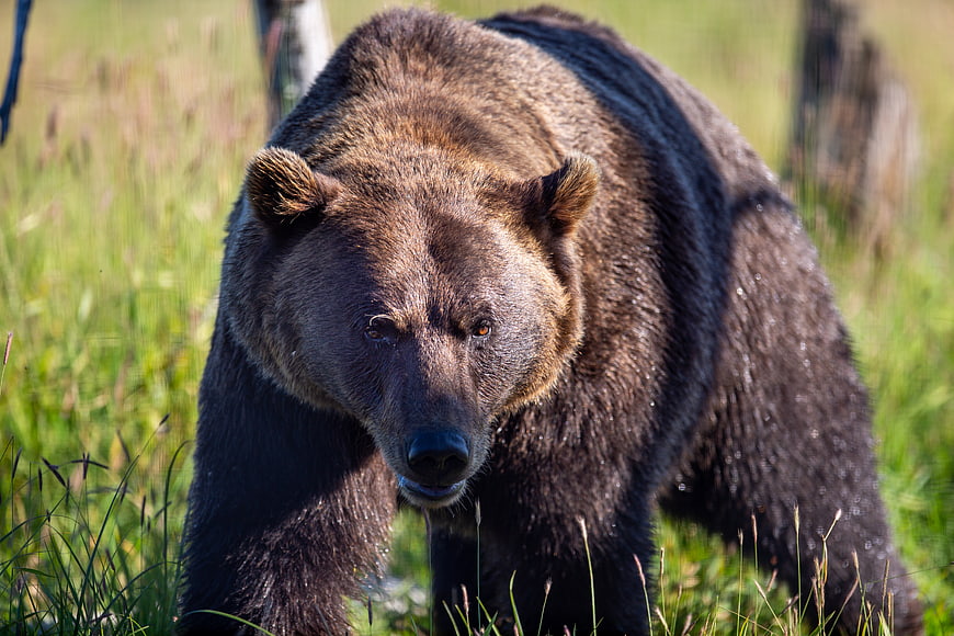 Close-up of a Grizzly Bear Walking in a Grassy Meadow