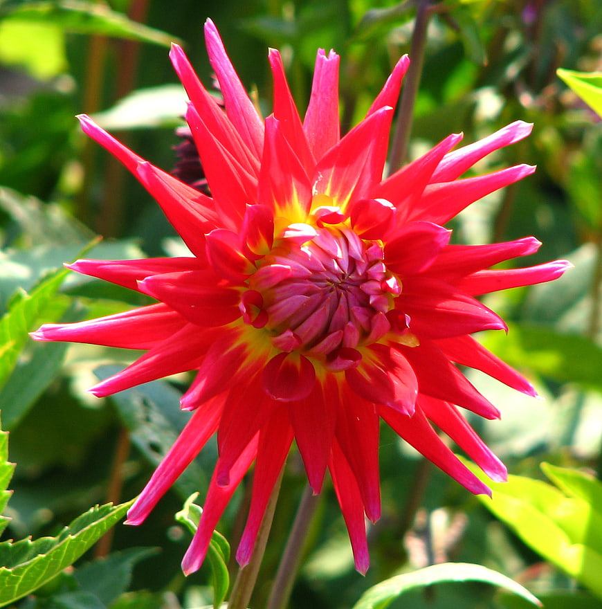 Vibrant Red Cactus Dahlia Flower in Garden