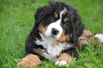 Cute Bernese Mountain Dog Puppy Lying In Green Grass