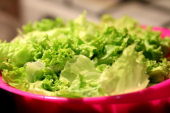 Fresh Green Lettuce Leaves In A Vibrant Pink Plastic Bowl