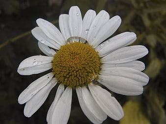 Close-up of white daisy with water droplets on petals