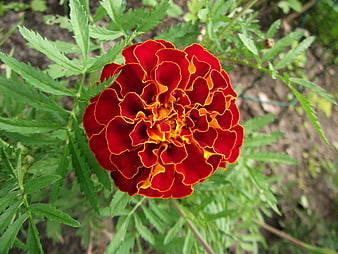 Vibrant Red Marigold Flower Close-Up in Garden