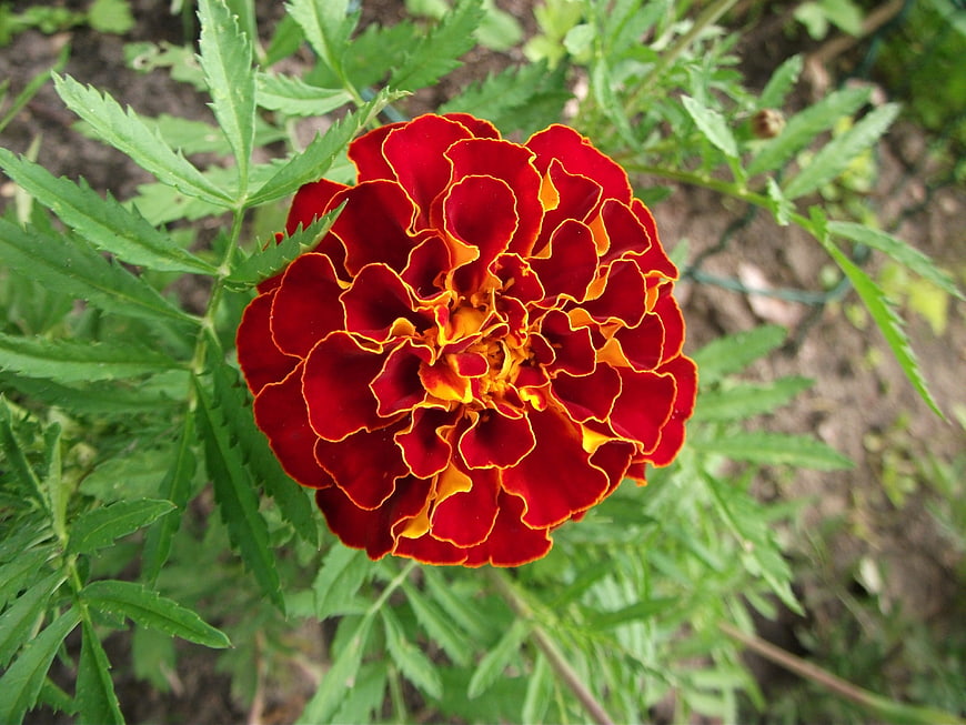 Vibrant Red Marigold Flower Close-Up in Garden