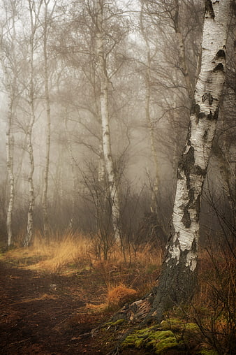 Misty Birch Forest Path in Autumn Landscape