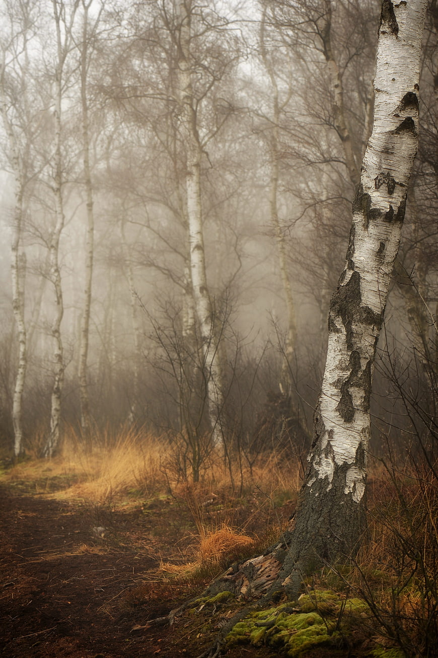Misty Birch Forest Path in Autumn Landscape