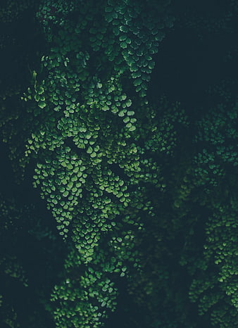 Dark Green Fern Leaves Abstract Nature Pattern Background