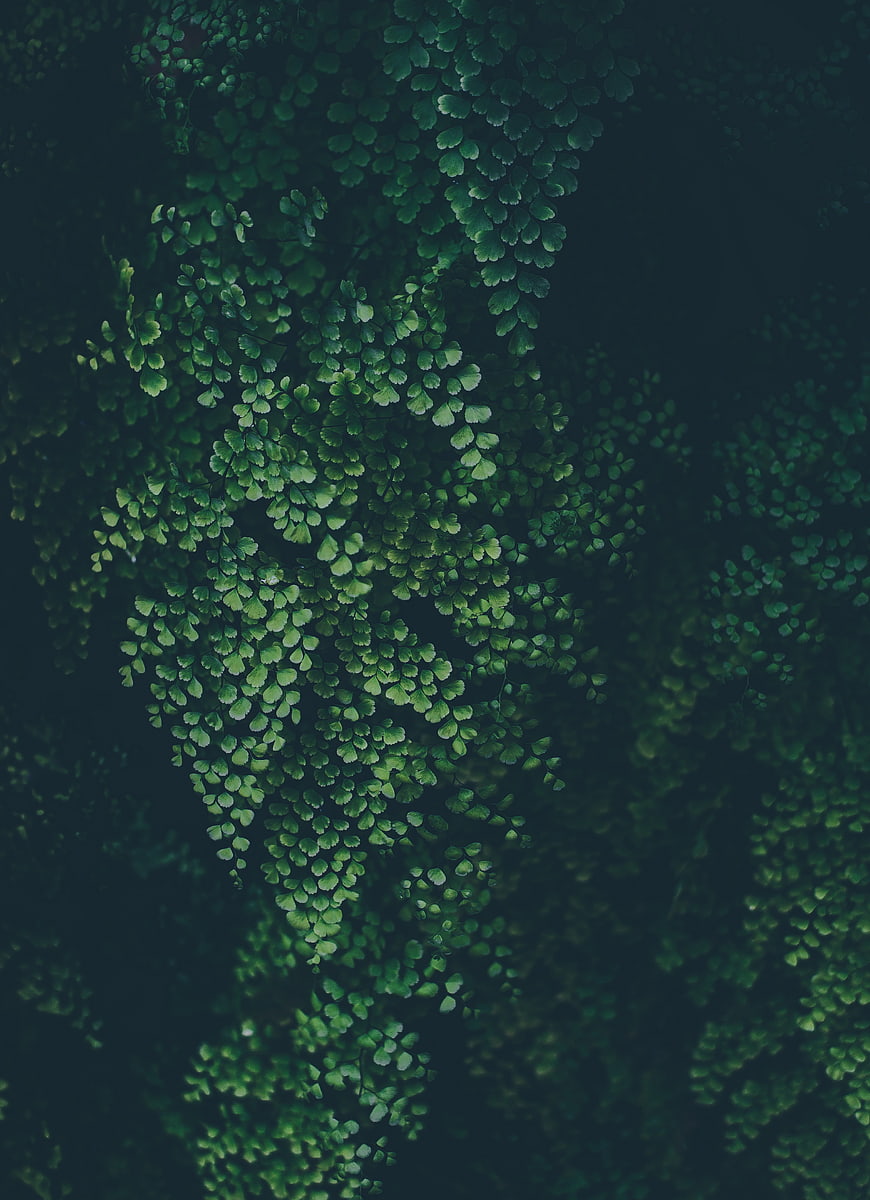 Dark Green Fern Leaves Abstract Nature Pattern Background