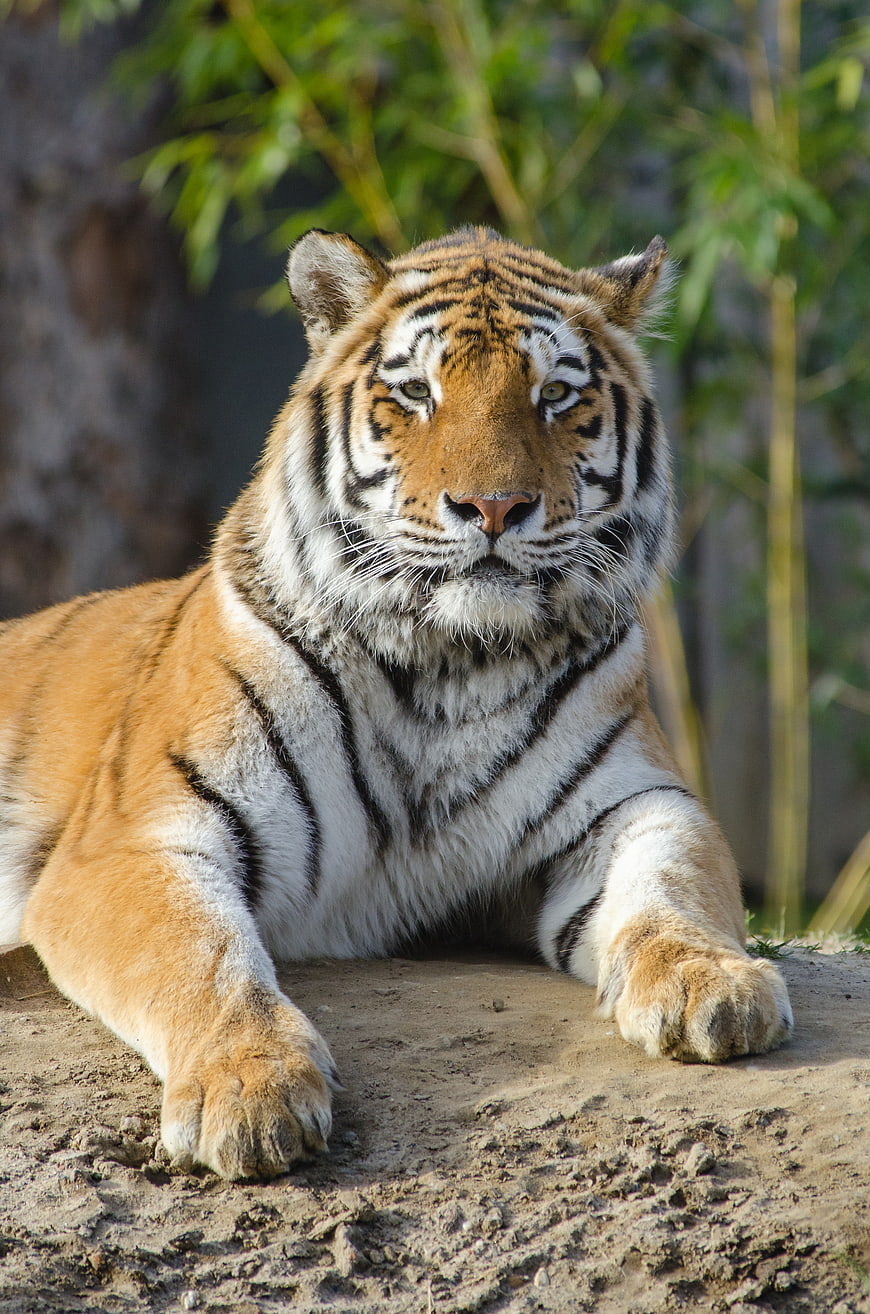 Portrait of a majestic tiger resting on a rock