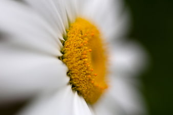 Macro Close-Up of White Daisy with Yellow Center