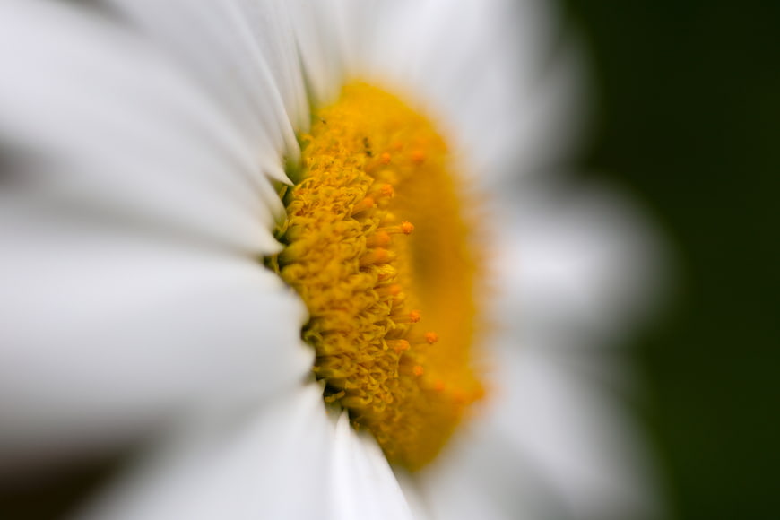 Macro Close-Up of White Daisy with Yellow Center