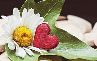 White Daisy and Red Felt Heart on Green Ivy Leaf