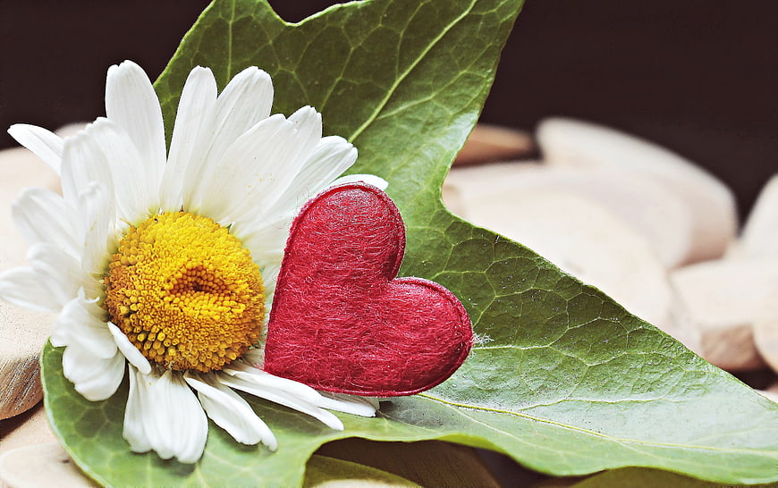 White Daisy and Red Felt Heart on Green Ivy Leaf
