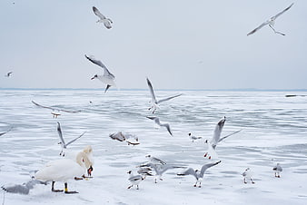 Swans and Seagulls on Frozen Lake Balaton in Winter