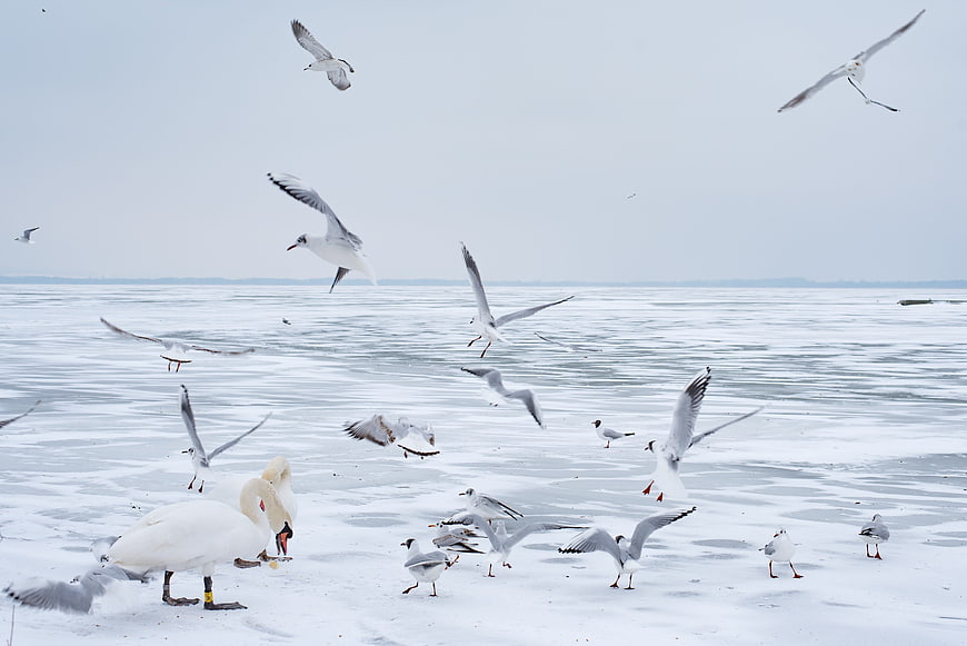 Swans and Seagulls on Frozen Lake Balaton in Winter