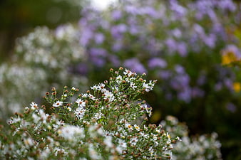 White Aster Flowers with Purple Bokeh Background