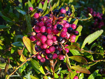 Close-up of vibrant pink and black berries on a bush