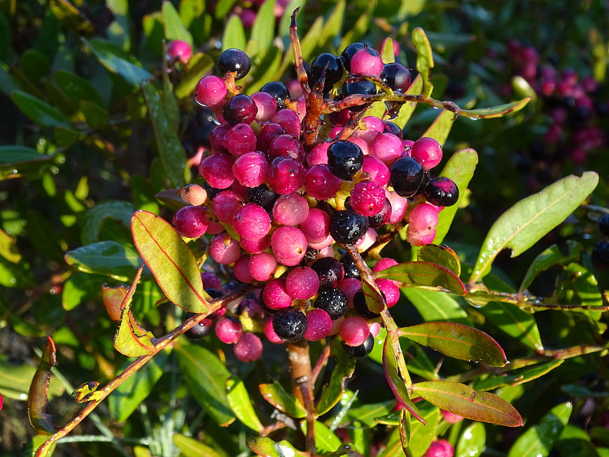 Close-up of vibrant pink and black berries on a bush