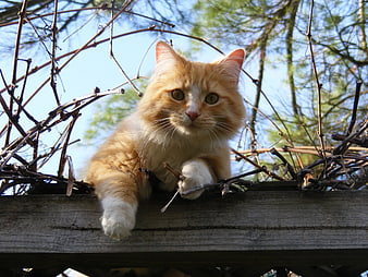 Fluffy Orange Cat Resting on Wooden Fence