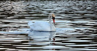 Mute Swan Swimming on Calm Water Surface