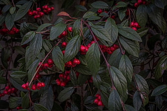Close-up of red berries on dark green leafy branches